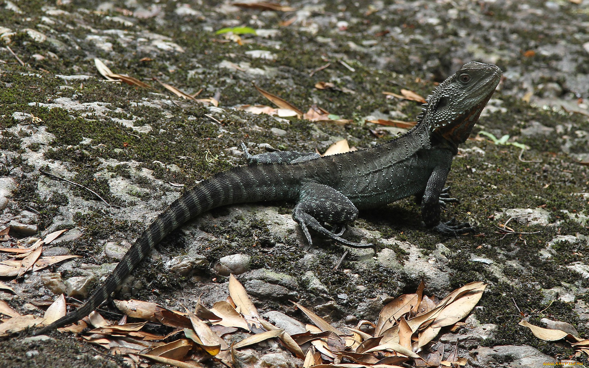 australian, water, dragon, , , , , , , , 